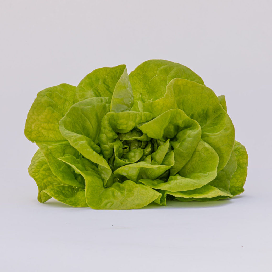 Hydroponic butterhead lettuce