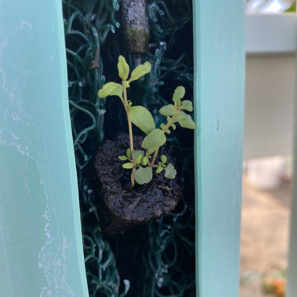 Thyme growing in vertical NFT hydroponics