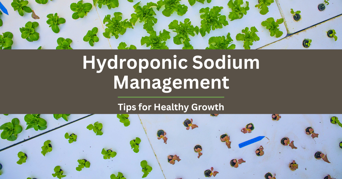 Hydroponic Sodium Management: Tips for Healthy Growth